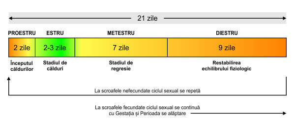 Ciclul sexual la scroafă