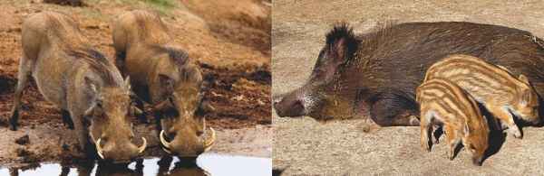 Porci mistreţi - principalii vectori de raspândire a pestei porcine africane
