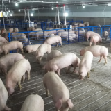 Standarde de cazare porcine