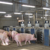 Indici de microclimat porcine